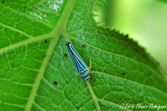Graphocephala flavovittata