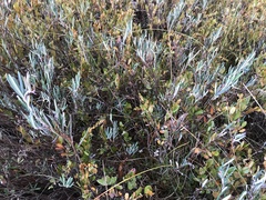 Andromeda polifolia latifolia
