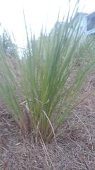 Carex secta
