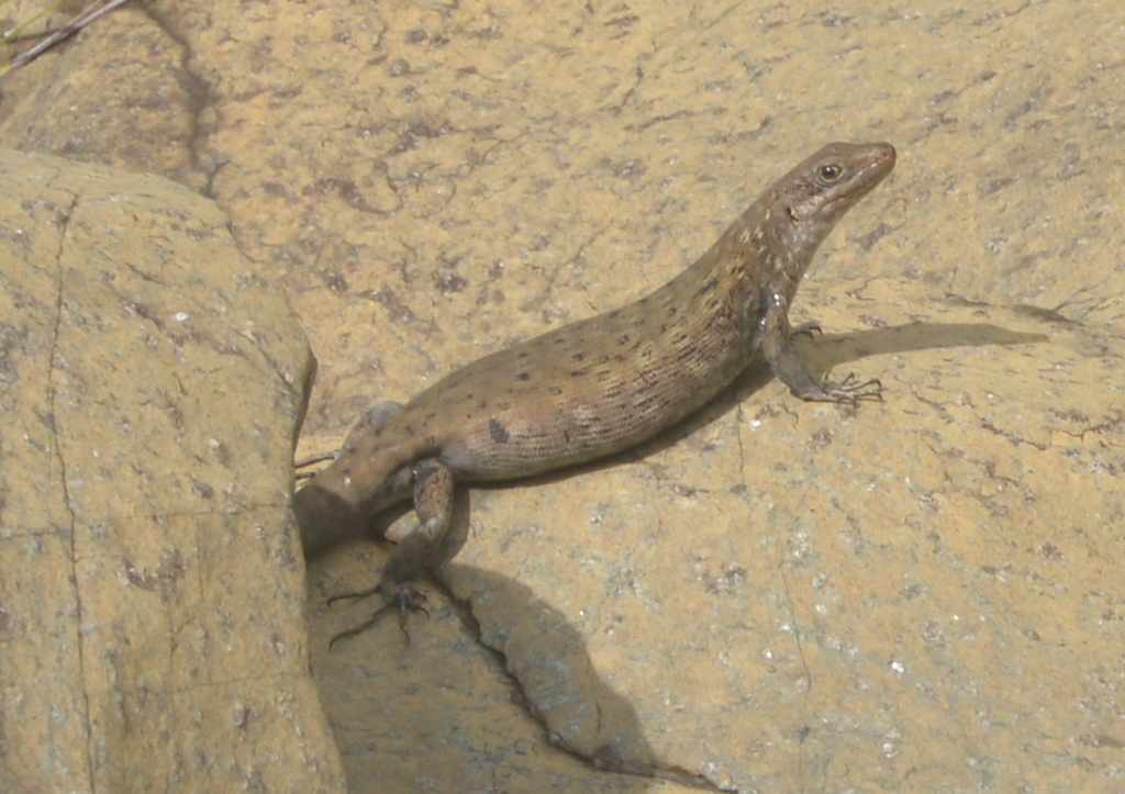 New Caledonian Leopard Skink