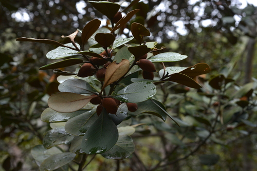 Lauraceae observed 2020-10-01