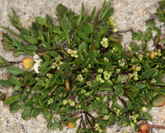 Hornungia procumbens
