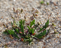 Hornungia procumbens