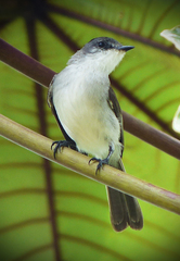 Serpophaga hypoleuca hypoleuca