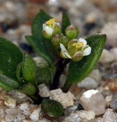 Hornungia procumbens
