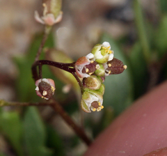 Hornungia procumbens