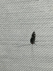 Cerastipsocus trifasciatus