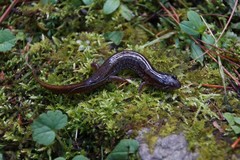 Desmognathus fuscus
