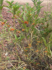 Solanum corymbosum