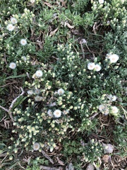 Erigeron bonariensis