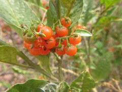 Solanum corymbosum
