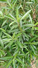 Baccharis punctulata