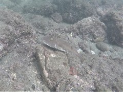 Sphoeroides lobatus
