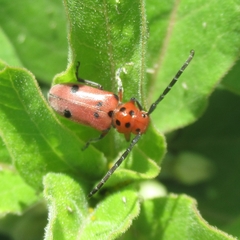 Tetraopes texanus