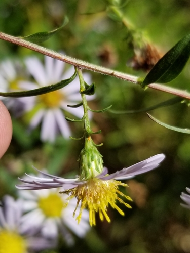 New York aster