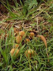 Coprinellus truncorum