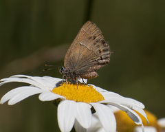 Callophrys gryneus rosneri