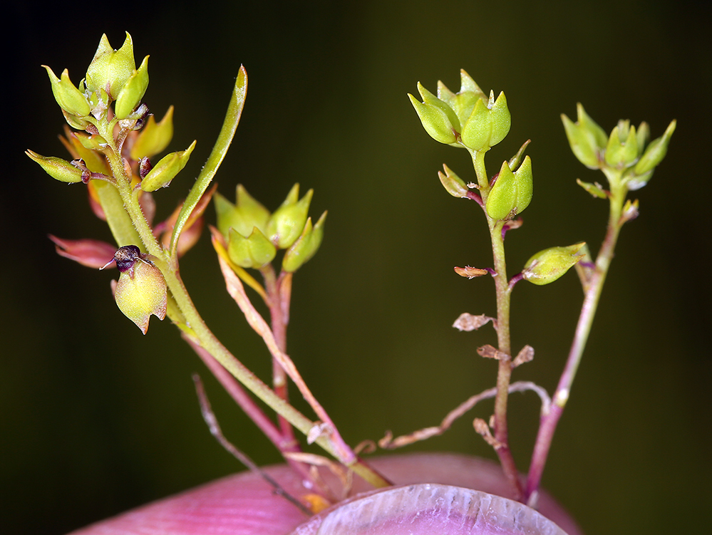 Lepidium acutidens