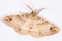 Syneora hemeropa