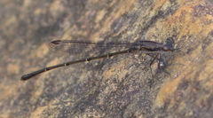 Isosticta