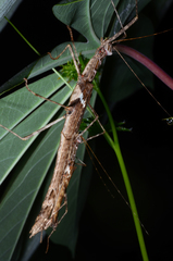 Trachythorax