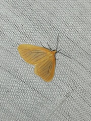 Eubaphe