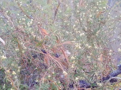 Metastelma arizonicum