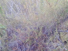 Metastelma arizonicum