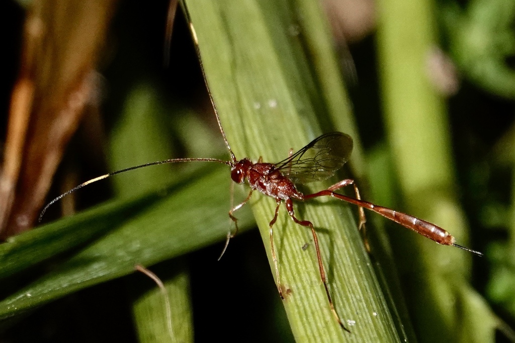 Ophiopterus cincticornis