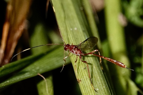 Ophiopterus cincticornis