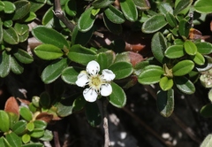 Cotoneaster