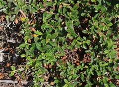 Cotoneaster