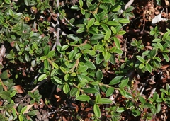 Cotoneaster