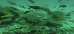Haemulon scudderii