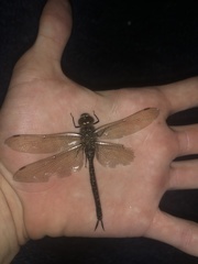 Aeshna umbrosa