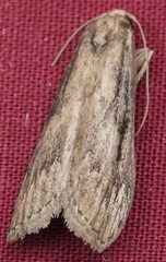 Semioscopis aurorella