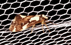Philenora chionastis