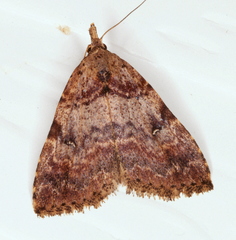Alapadna pauropis