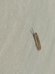 Fernandocrambus
