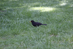 Turdus merula