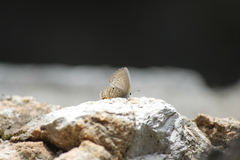 Luthrodes pandava pandava