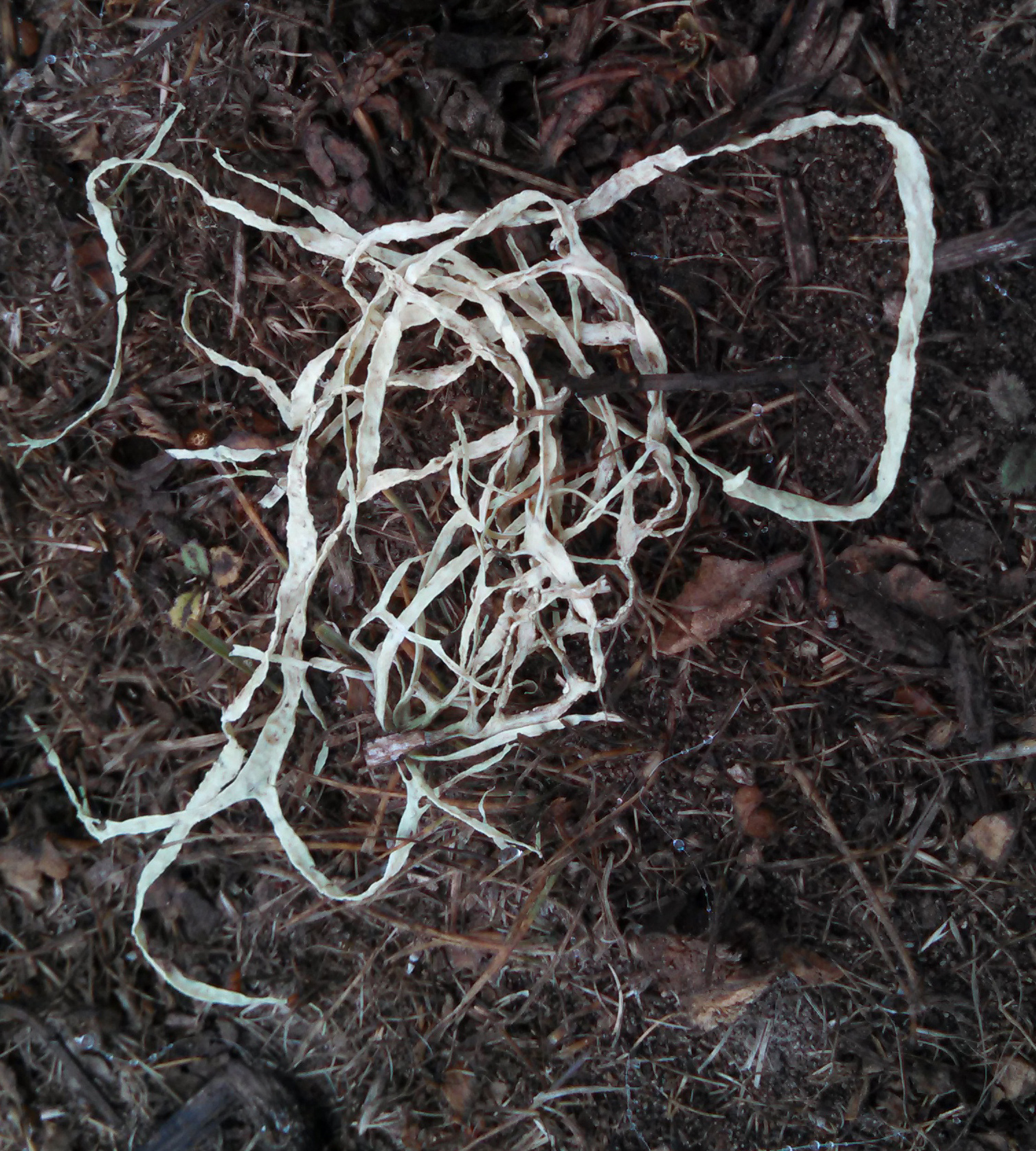 Ramalina farinacea image