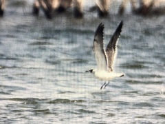 Leucophaeus pipixcan