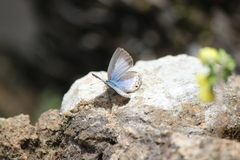 Luthrodes pandava pandava