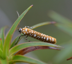 Atteva sphaerotrocha