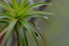 Atteva sphaerotrocha