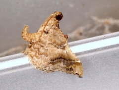 Scenedra decoratalis