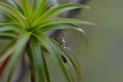 Atteva sphaerotrocha