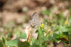 Luthrodes pandava pandava