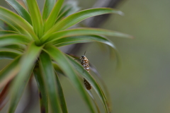 Atteva sphaerotrocha